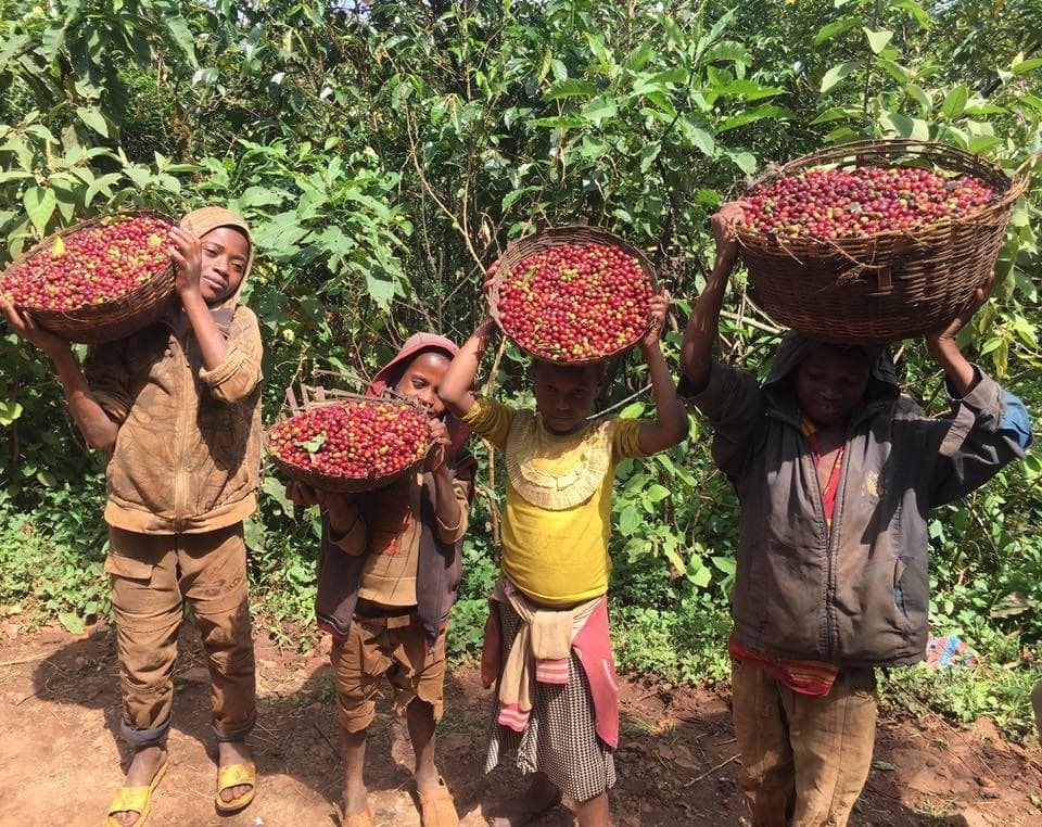 Yirgacheffe Coffee Country gallery 3