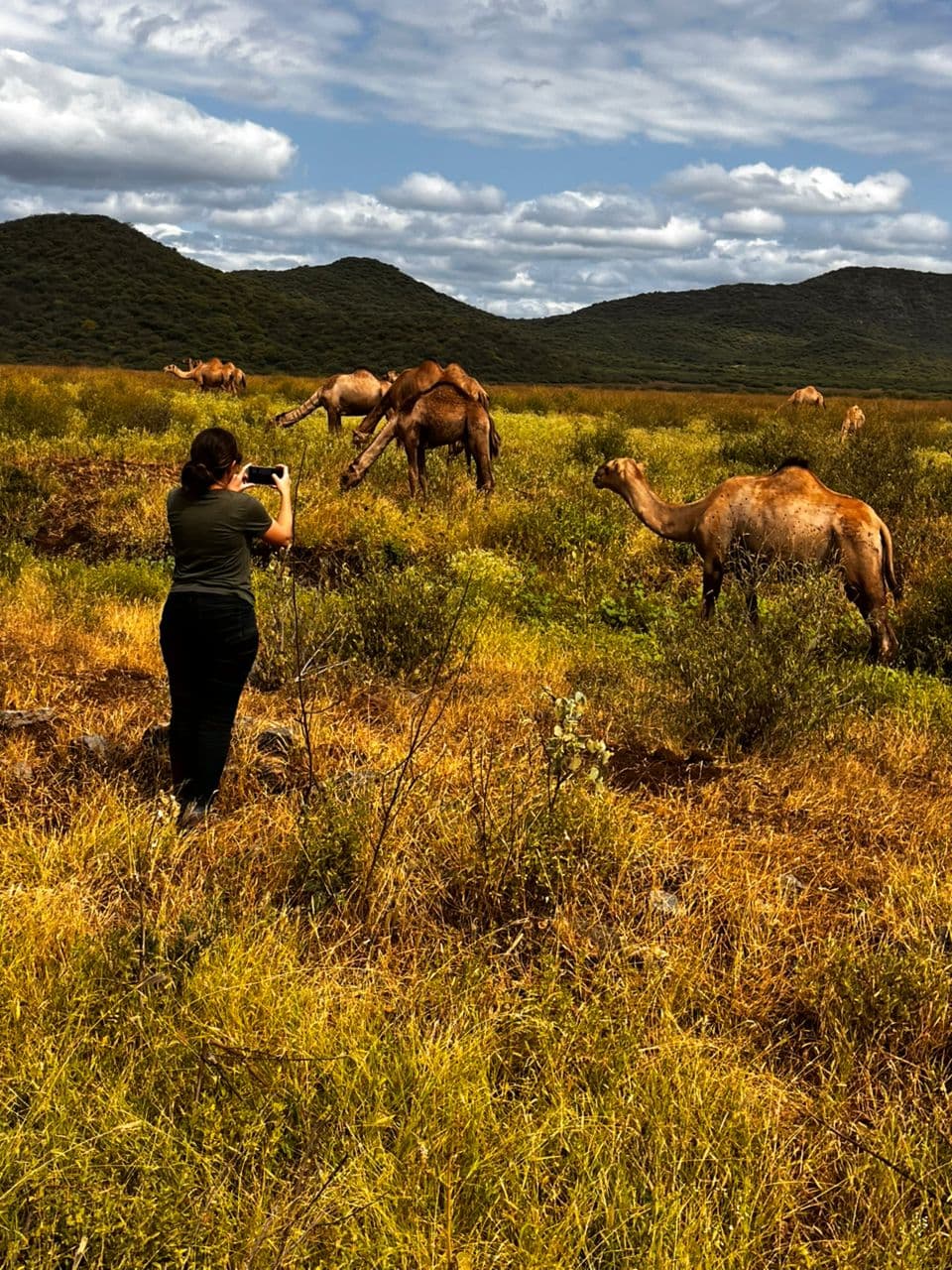 Camels Grazing — Ethiopia