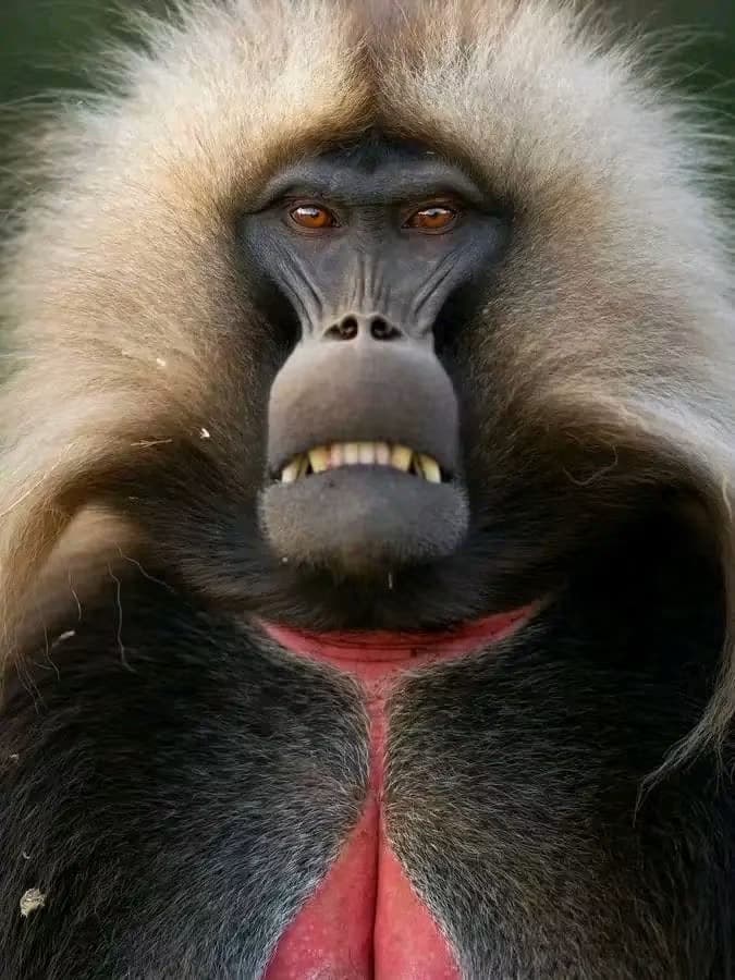 Gelada Portrait — Simien Mountains