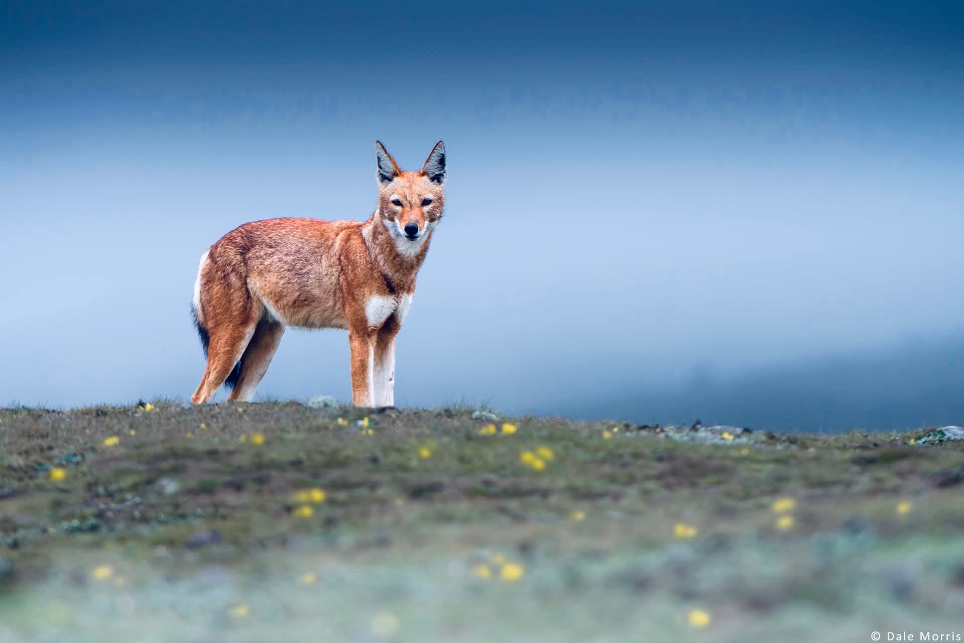 3 Days — Bale Mountains National Park