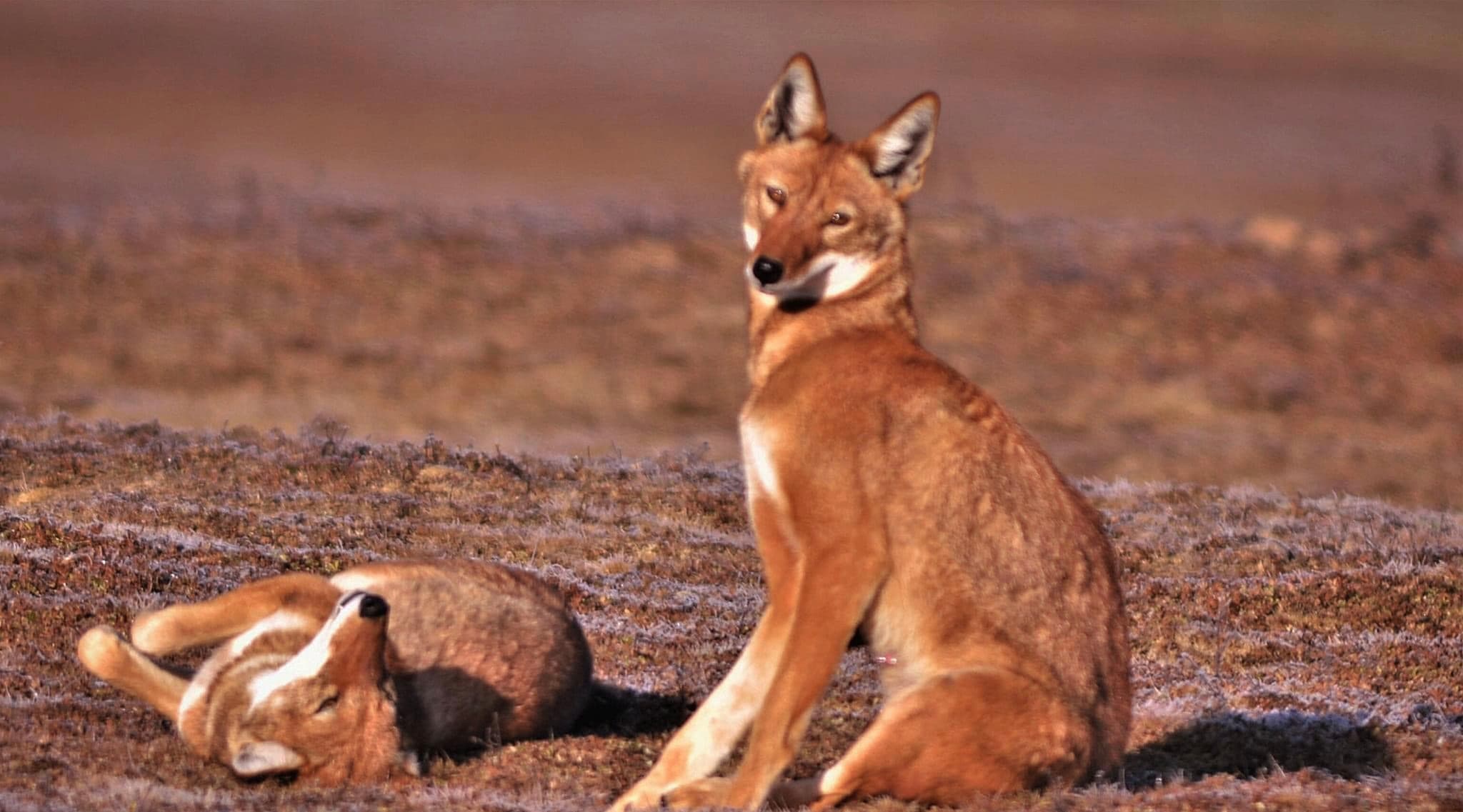 3 Days — Bale Mountains National Park — photo 1