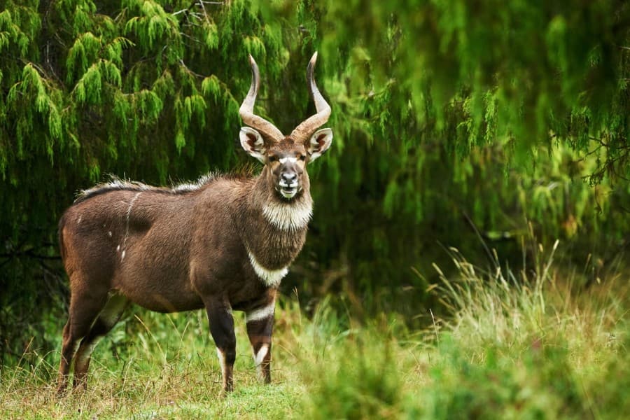 3 Days — Bale Mountains National Park — photo 4