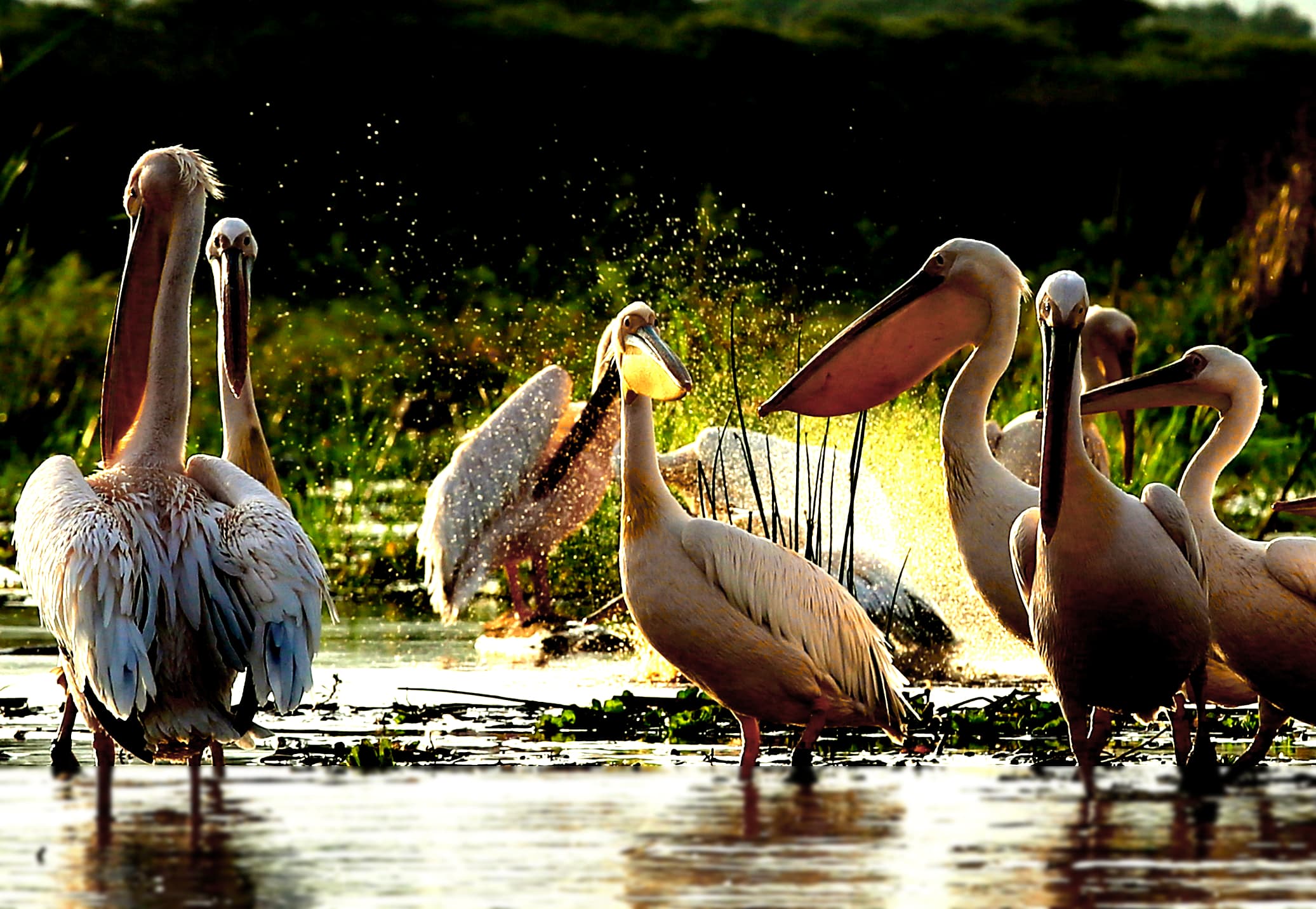 6 Days — Bale Mountains Bird Watching