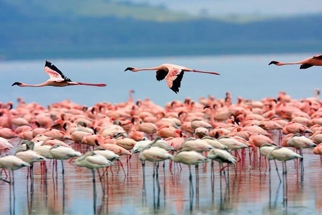 Flamingo flock over a Rift Valley lake on an Ethiopia bird watching tour