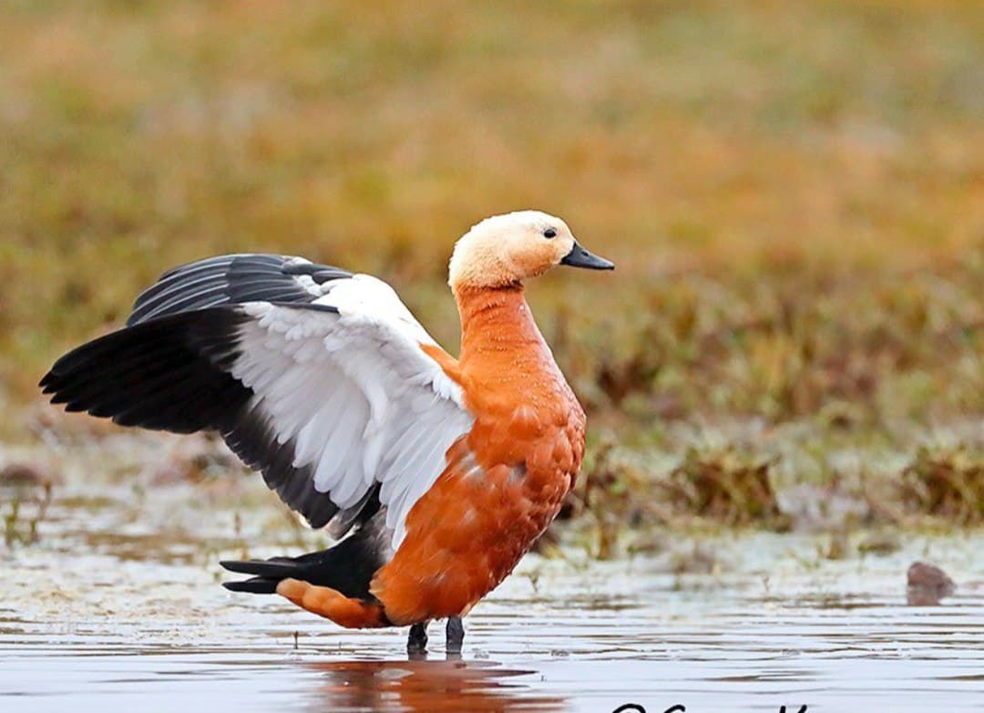 Rift Valley birding landscape in Ethiopia