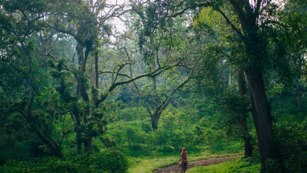 Lush coffee forest and plantation landscape in Ethiopia