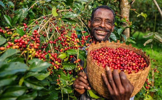 Ethiopian coffee farmer smiling with a basket of ripe coffee cherries on a highland farm tour
