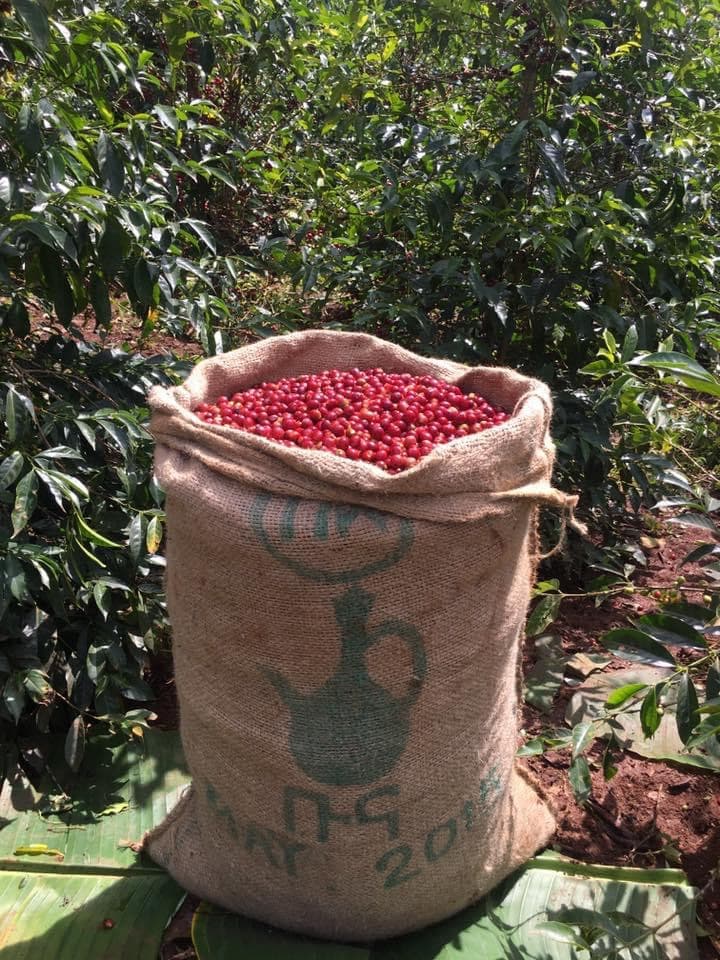 Ripe coffee cherries on a plantation during an Ethiopia coffee tour