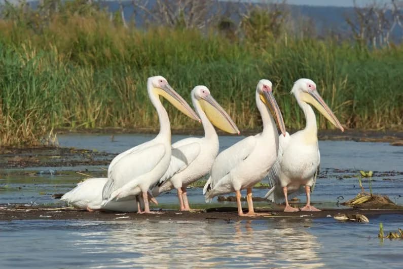 Great white pelicans on the shoreline at Nechisar National Park