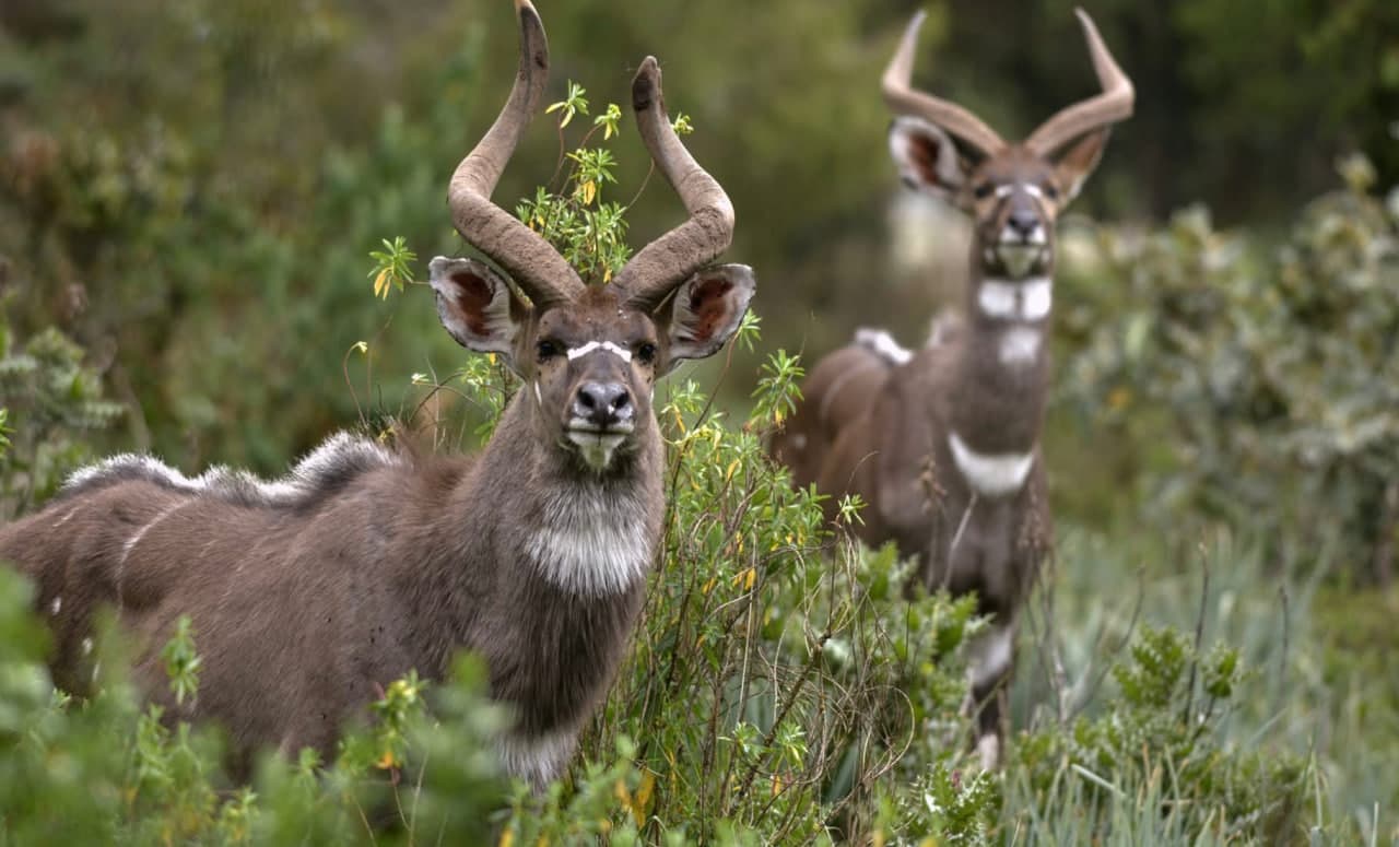 6 Days — Bale Mountains Bird Watching — photo 1